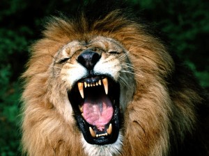 Mad-Lion-Growling-Showing-Teeth-Picture-HD-Wallpaper